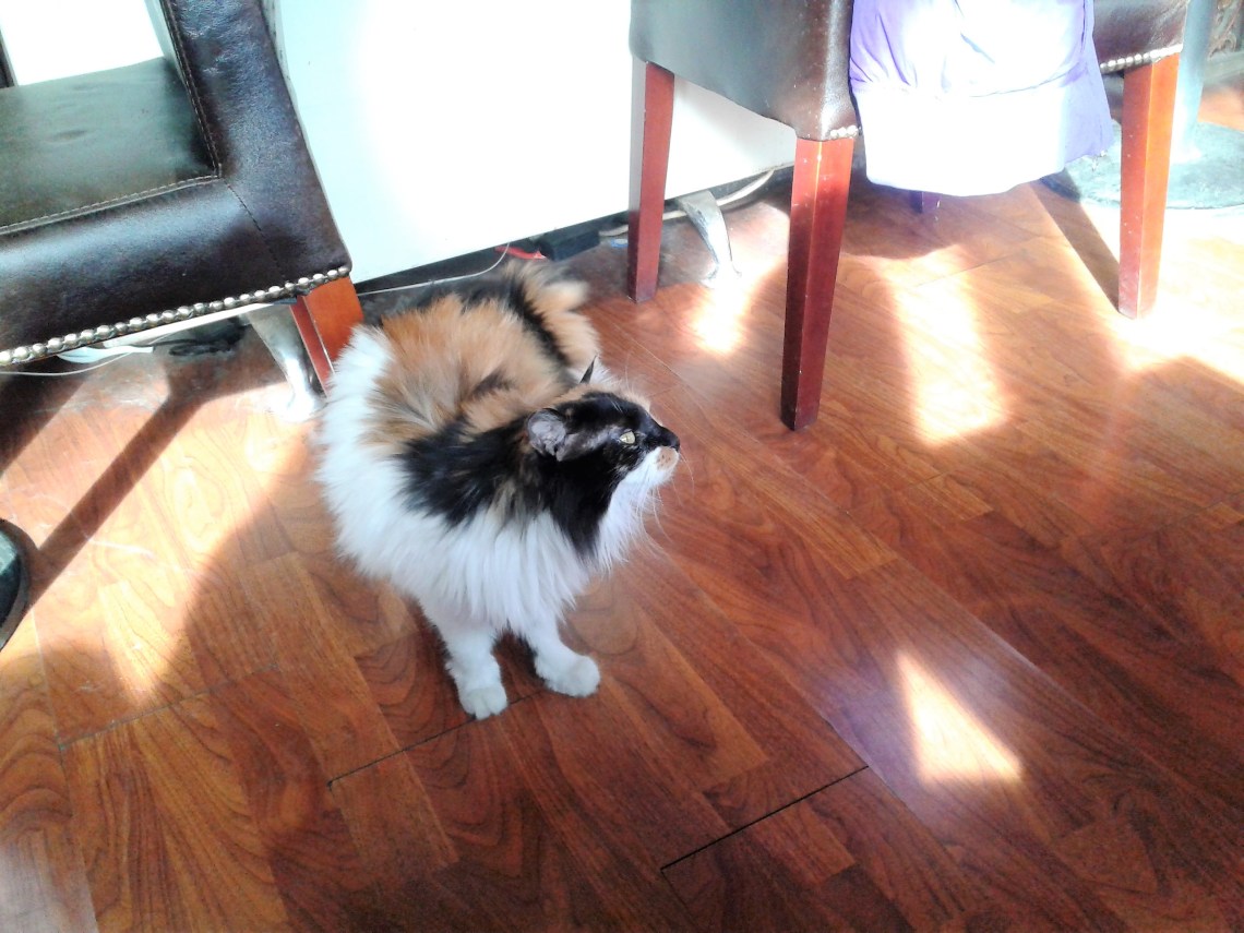 Life of Shal_Cafe Confucius_14