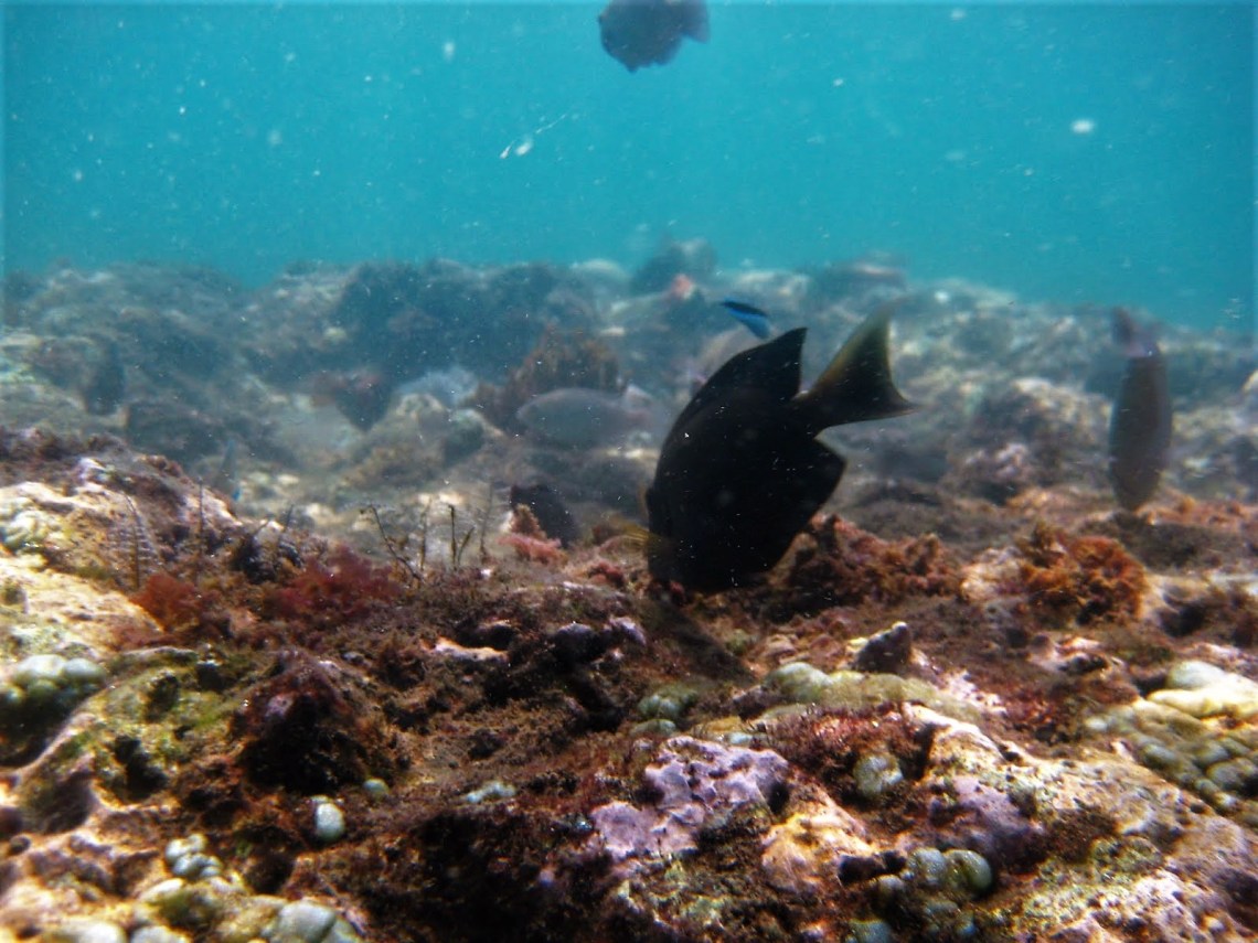 Life of Shal_Essential snorkeling tips for Bali_1