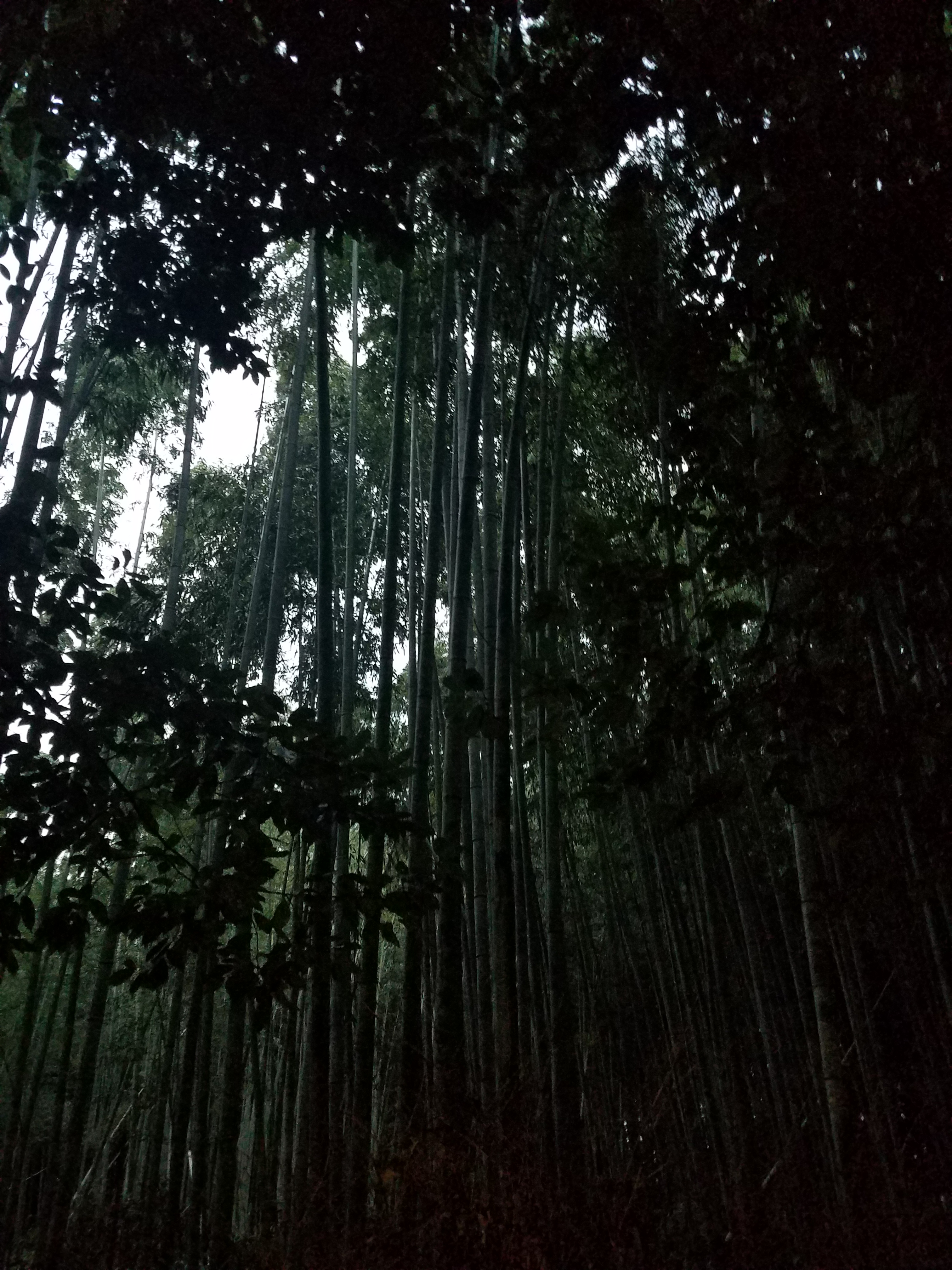 Bamboo Forest