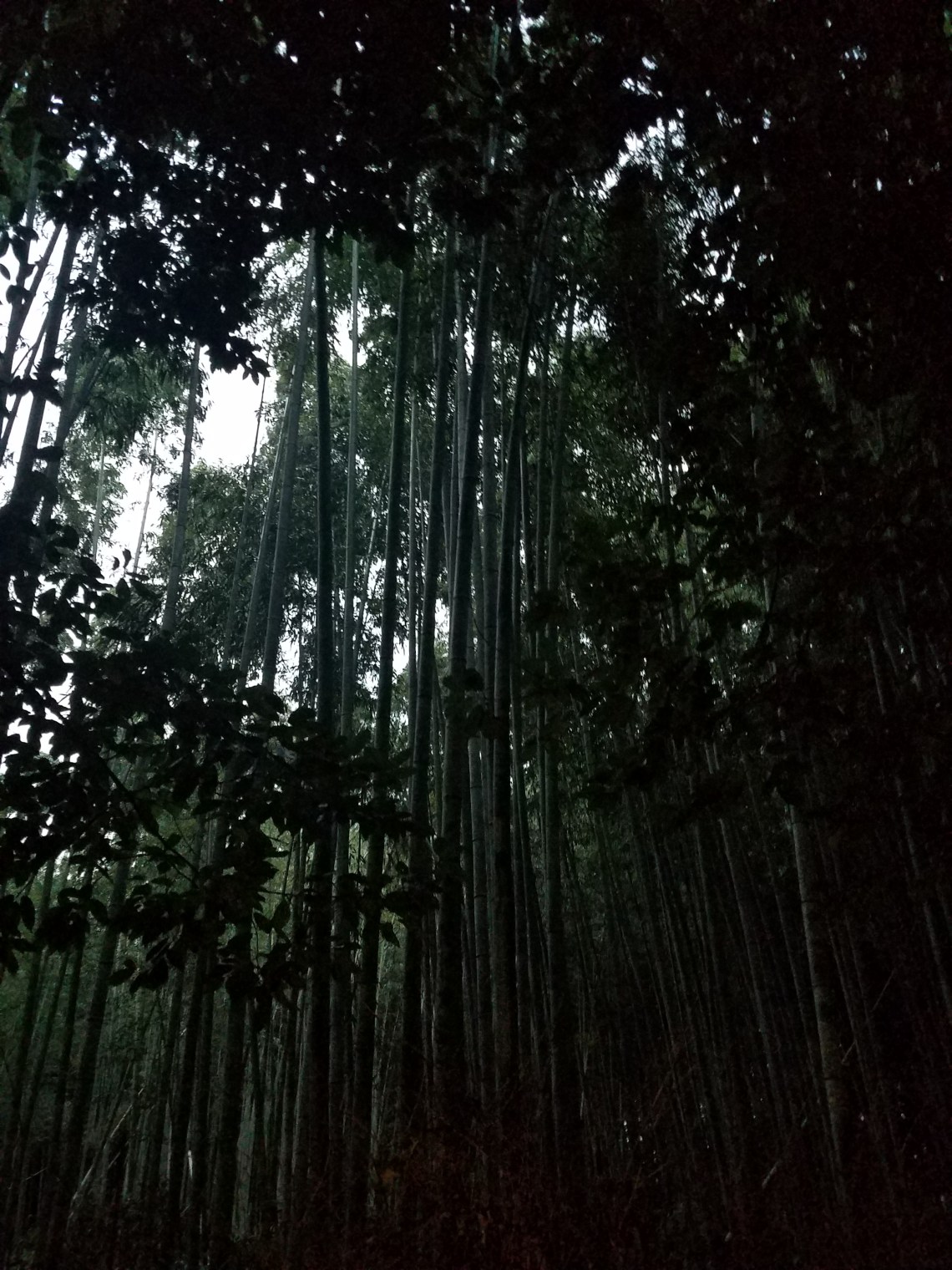 Bamboo Forest